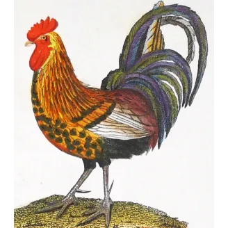 Antique Bird Engraving – Pierre Antoine Prêtre – Common Rooster and Golden Pheasant