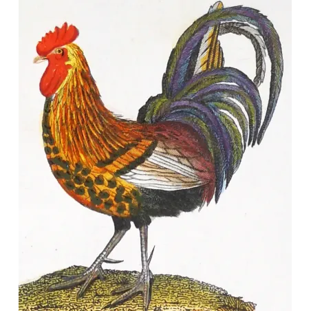 Antique Bird Engraving – Pierre Antoine Prêtre – Common Rooster and Golden Pheasant