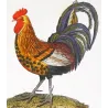 Common Rooster and Golden Pheasant (*Gallus domesticus*), (*Chrysolophus pictus*) Original Antique Print by Prêtre (c.1835)