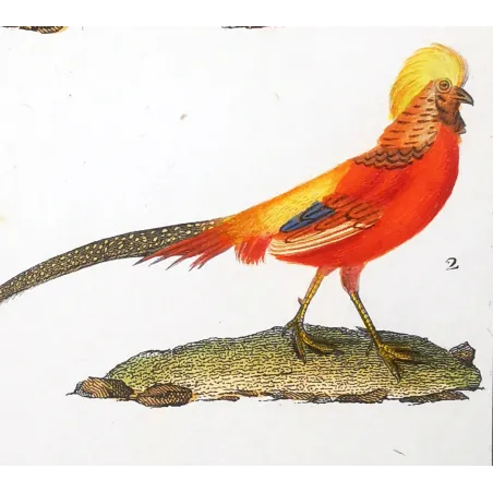 Antique Bird Engraving – Pierre Antoine Prêtre – Common Rooster and Golden Pheasant