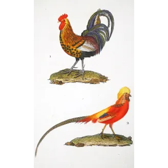 Antique Bird Engraving – Pierre Antoine Prêtre – Common Rooster and Golden Pheasant