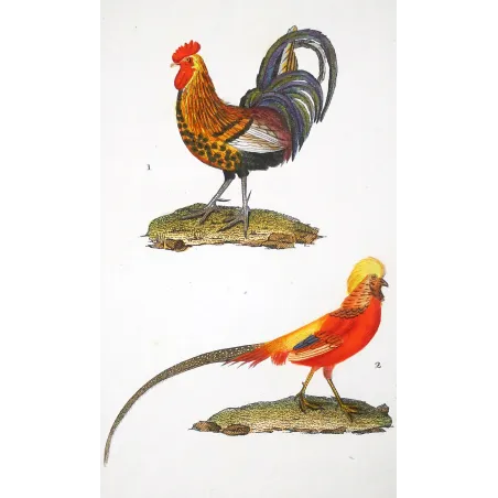 Antique Bird Engraving – Pierre Antoine Prêtre – Common Rooster and Golden Pheasant