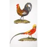Common Rooster and Golden Pheasant (*Gallus domesticus*), (*Chrysolophus pictus*) Original Antique Print by Prêtre (c.1835)
