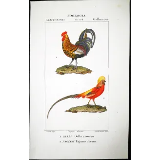 Antique Bird Engraving – Pierre Antoine Prêtre – Common Rooster and Golden Pheasant
