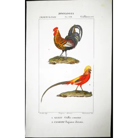 Antique Bird Engraving – Pierre Antoine Prêtre – Common Rooster and Golden Pheasant