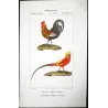 Common Rooster and Golden Pheasant (*Gallus domesticus*), (*Chrysolophus pictus*) Original Antique Print by Prêtre (c.1835)