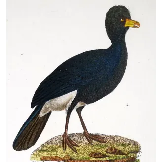 Antique Bird Engraving – Pierre Antoine Prêtre – Promerops and Common Hoopoe