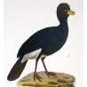 Promerops and Common Hoopoe (*Promerope*) - (*Upupa epops*) Original hand-colored Antique Print by Prêtre (c.1835)