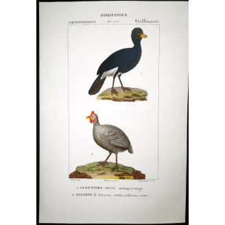 Antique Bird Engraving – Pierre Antoine Prêtre – Promerops and Common Hoopoe