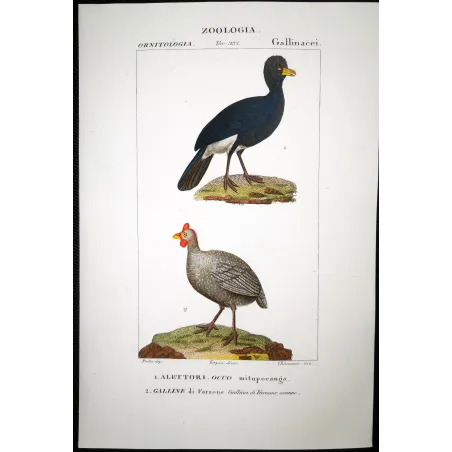 Antique Bird Engraving – Pierre Antoine Prêtre – Promerops and Common Hoopoe