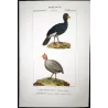 Promerops and Common Hoopoe (*Promerope*) - (*Upupa epops*) Original hand-colored Antique Print by Prêtre (c.1835)