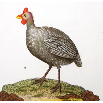 Antique Bird Engraving – Pierre Antoine Prêtre – Promerops and Common Hoopoe