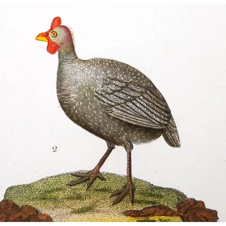 Antique Bird Engraving – Pierre Antoine Prêtre – Promerops and Common Hoopoe