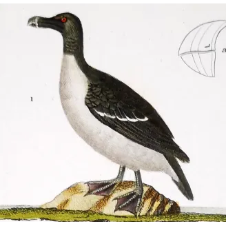 Antique Bird Engraving – Pierre Antoine Prêtre – Great Auk and Diving Bird