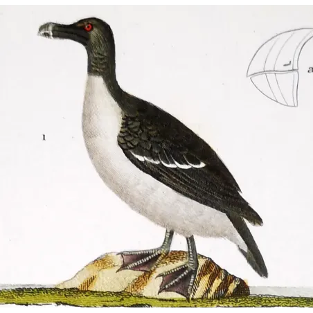Antique Bird Engraving – Pierre Antoine Prêtre – Great Auk and Diving Bird