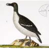 Great Auk and Diving Bird (*Pinguinus impennis*) and (*Gavia stellata*) Original hand-colored Antique Print by Prêtre (c.1835)