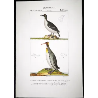 Antique Bird Engraving – Pierre Antoine Prêtre – Great Auk and Diving Bird