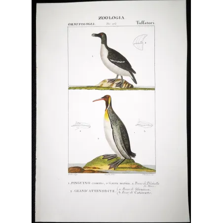Antique Bird Engraving – Pierre Antoine Prêtre – Great Auk and Diving Bird