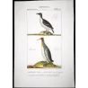Great Auk and Diving Bird (*Pinguinus impennis*) and (*Gavia stellata*) Original hand-colored Antique Print by Prêtre (c.1835)