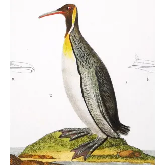 Antique Bird Engraving – Pierre Antoine Prêtre – Great Auk and Diving Bird