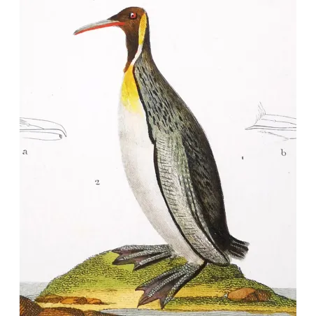 Antique Bird Engraving – Pierre Antoine Prêtre – Great Auk and Diving Bird