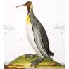 Great Auk and Diving Bird (*Pinguinus impennis*) and (*Gavia stellata*) Original hand-colored Antique Print by Prêtre (c.1835)