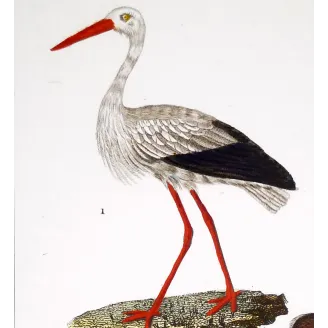 Antique Bird Engraving – Pierre Antoine Prêtre – White Stork and Jabiru