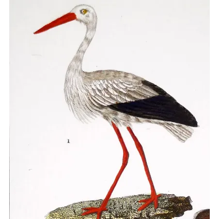 Antique Bird Engraving – Pierre Antoine Prêtre – White Stork and Jabiru