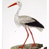 White Stork and Jabiru (*Ciconia ciconia*) and (*Jabiru mycteria*) Original hand-colored Antique Print by Prêtre (c.1835)