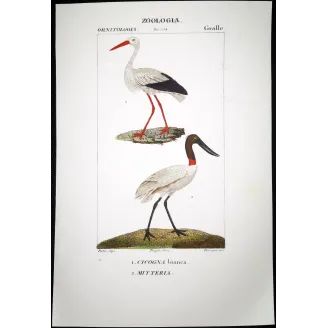 Antique Bird Engraving – Pierre Antoine Prêtre – White Stork and Jabiru