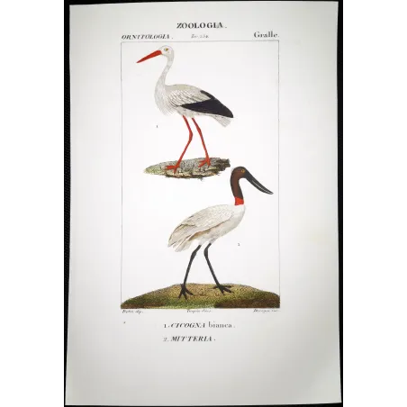 Antique Bird Engraving – Pierre Antoine Prêtre – White Stork and Jabiru