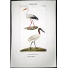 White Stork and Jabiru (*Ciconia ciconia*) and (*Jabiru mycteria*) Original hand-colored Antique Print by Prêtre (c.1835)