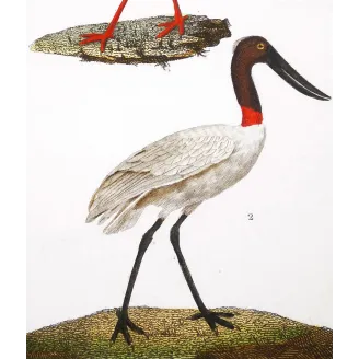 Antique Bird Engraving – Pierre Antoine Prêtre – White Stork and Jabiru