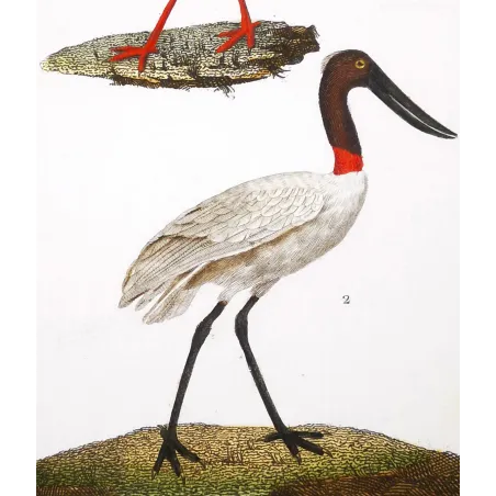Antique Bird Engraving – Pierre Antoine Prêtre – White Stork and Jabiru