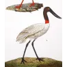 White Stork and Jabiru (*Ciconia ciconia*) and (*Jabiru mycteria*) Original hand-colored Antique Print by Prêtre (c.1835)
