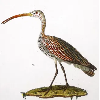 Antique Bird Engraving – Pierre Antoine Prêtre – Sacred Ibis and Curlew