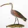 Sacred Ibis and Curlew (*Threskiornis aethiopicus*) - (*Numenius arquata*) Original hand-color Antique Print by Prêtre (c.1835)