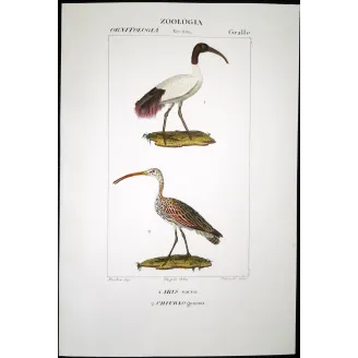 Antique Bird Engraving – Pierre Antoine Prêtre – Sacred Ibis and Curlew