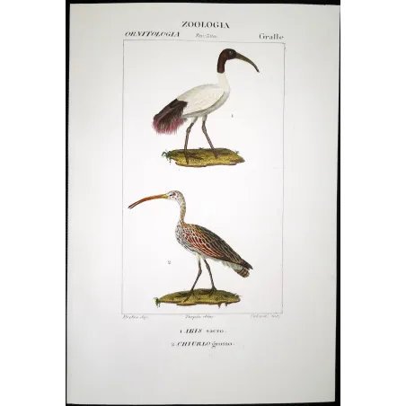Antique Bird Engraving – Pierre Antoine Prêtre – Sacred Ibis and Curlew