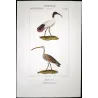 Sacred Ibis and Curlew (*Threskiornis aethiopicus*) - (*Numenius arquata*) Original hand-color Antique Print by Prêtre (c.1835)