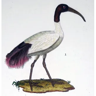 Antique Bird Engraving – Pierre Antoine Prêtre – Sacred Ibis and Curlew