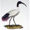 Sacred Ibis and Curlew (*Threskiornis aethiopicus*) - (*Numenius arquata*) Original hand-color Antique Print by Prêtre (c.1835)