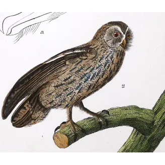 Antique Bird Engraving – Pierre Antoine Prêtre – Eagle Owl and Tawny Owl