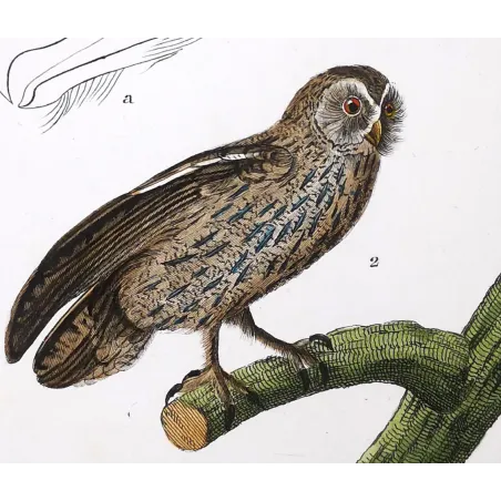 Antique Bird Engraving – Pierre Antoine Prêtre – Eagle Owl and Tawny Owl