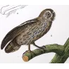 Eagle Owl and Tawny Owl (*Bubo bubo*) and (*Strix aluco*) Original hand-colored Antique Print by Prêtre (c.1835)
