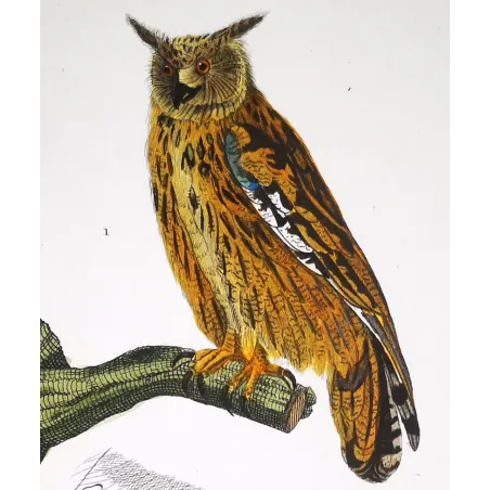 Antique Bird Engraving – Pierre Antoine Prêtre – Eagle Owl and Tawny Owl