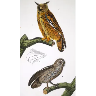 Antique Bird Engraving – Pierre Antoine Prêtre – Eagle Owl and Tawny Owl
