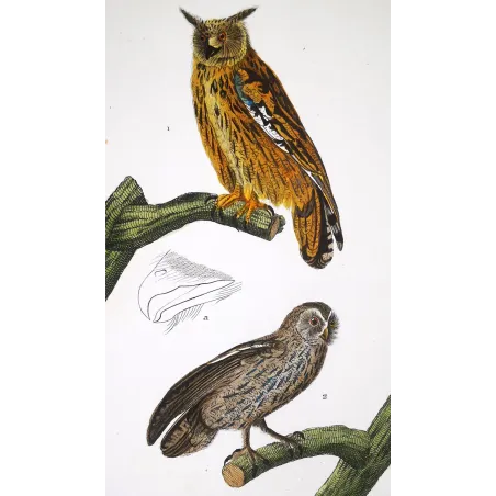 Antique Bird Engraving – Pierre Antoine Prêtre – Eagle Owl and Tawny Owl