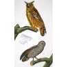 Eagle Owl and Tawny Owl (*Bubo bubo*) and (*Strix aluco*) Original hand-colored Antique Print by Prêtre (c.1835)