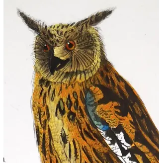 Antique Bird Engraving – Pierre Antoine Prêtre – Eagle Owl and Tawny Owl